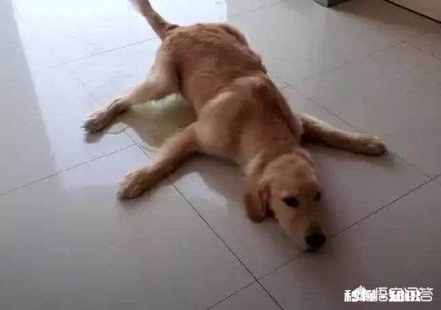 家里新来了一只小狗,家里以前的狗,突然就开始在家里乱尿,要如何处理