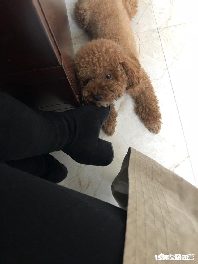 家里新来了一只小狗,家里以前的狗,突然就开始在家里乱尿,要如何处理