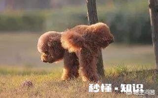 家里新来了一只小狗,家里以前的狗,突然就开始在家里乱尿,要如何处理