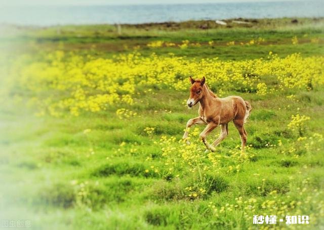 十二生肖哪个最有本事