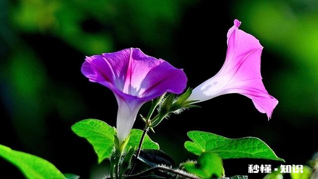 十二生肖哪个最有本事