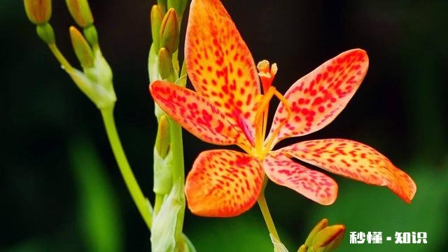 十二生肖哪个最有本事