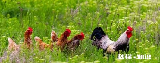 十二生肖哪个最有本事