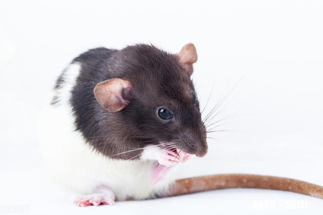 十二生肖哪个最有本事