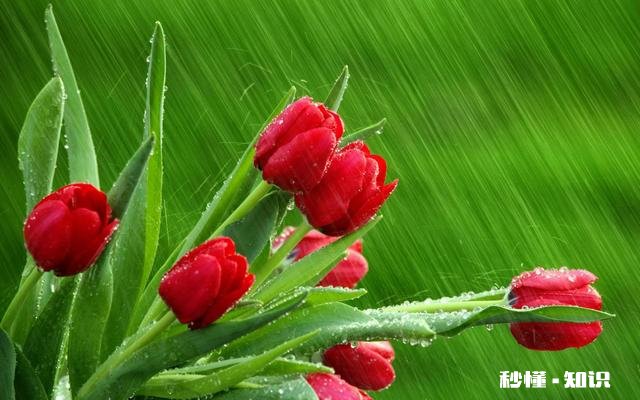 十二生肖哪个最有本事