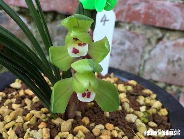 兰花怎么养怎么施肥