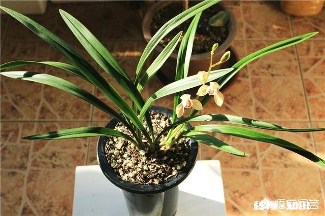 兰花怎么养怎么施肥
