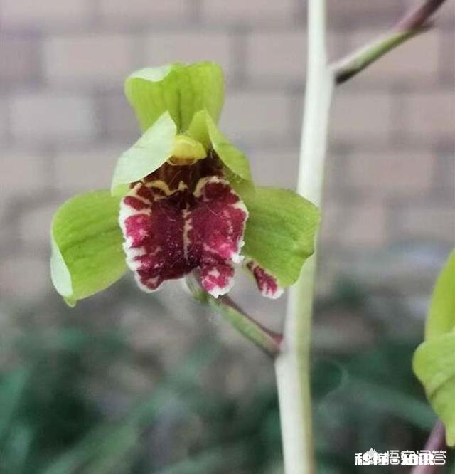 兰花怎么养怎么施肥