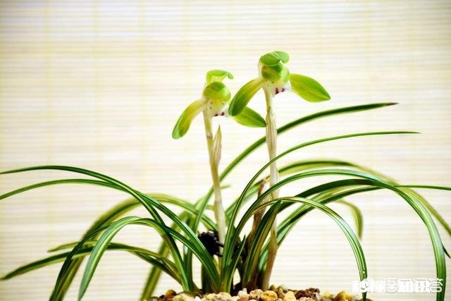 兰花怎么养怎么施肥