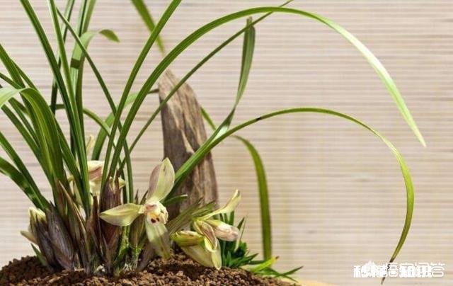 兰花怎么养怎么施肥