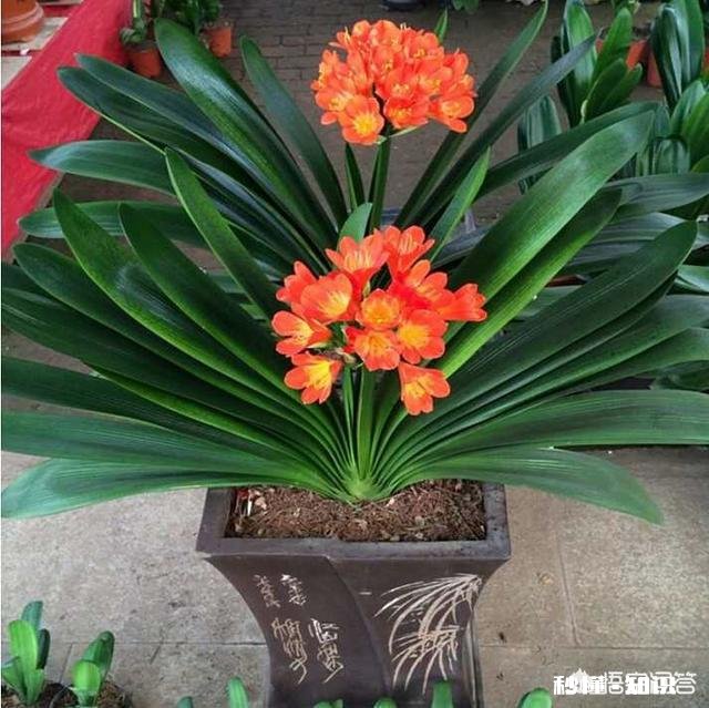 兰花怎么养怎么施肥