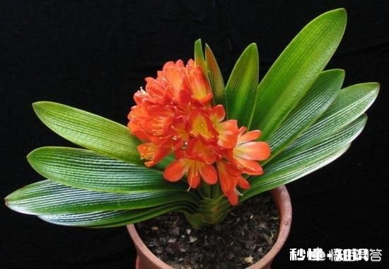 兰花怎么养怎么施肥