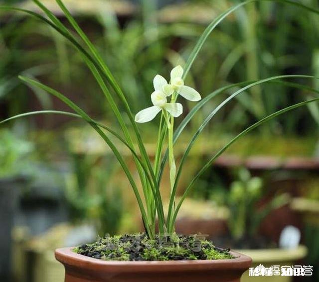 兰花怎么养怎么施肥