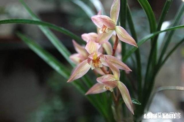兰花怎么养怎么施肥