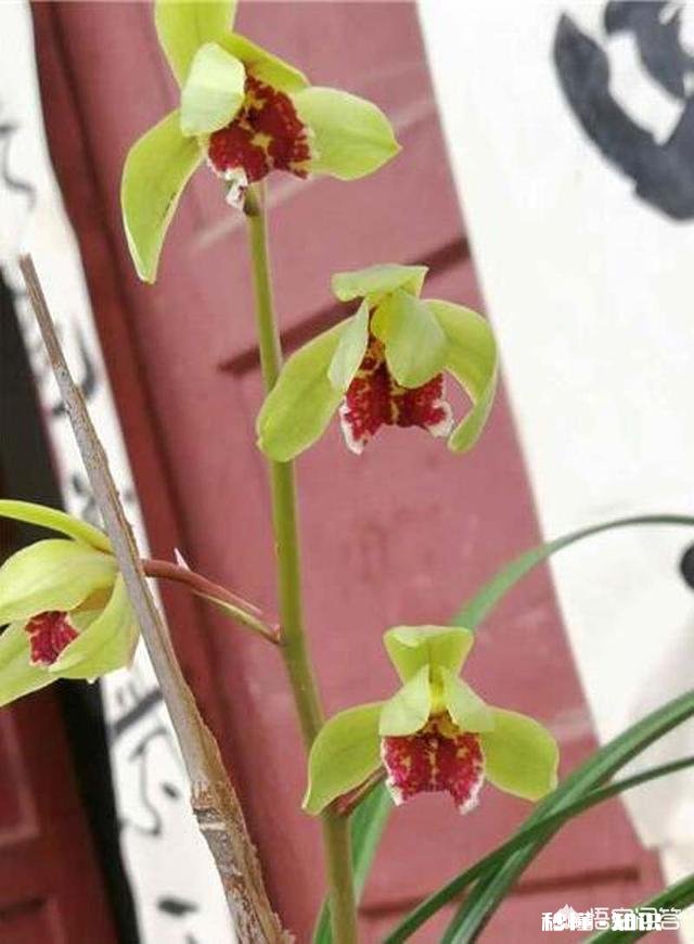 兰花怎么养怎么施肥