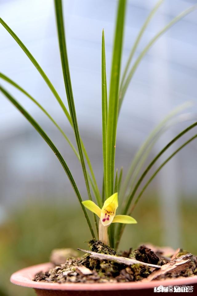 兰花怎么养怎么施肥