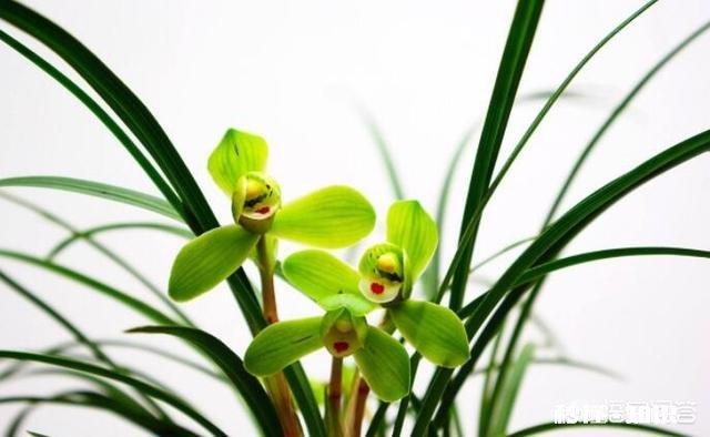 兰花怎么养怎么施肥