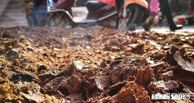 兰花怎么养怎么施肥