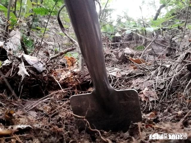 兰花怎么养怎么施肥