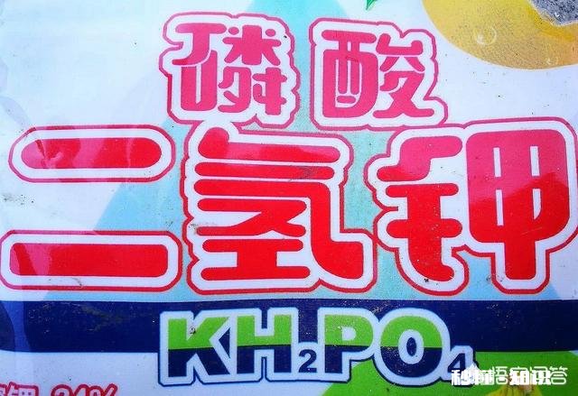 兰花怎么养怎么施肥