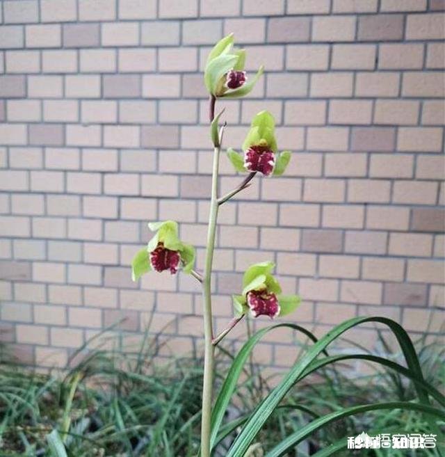 兰花怎么养怎么施肥