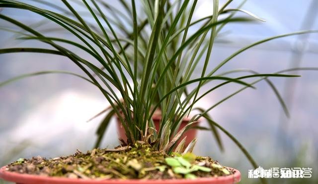 兰花怎么养怎么施肥