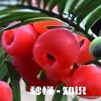 红豆衫的叶子有一部分突然枯了,有什么补救办法