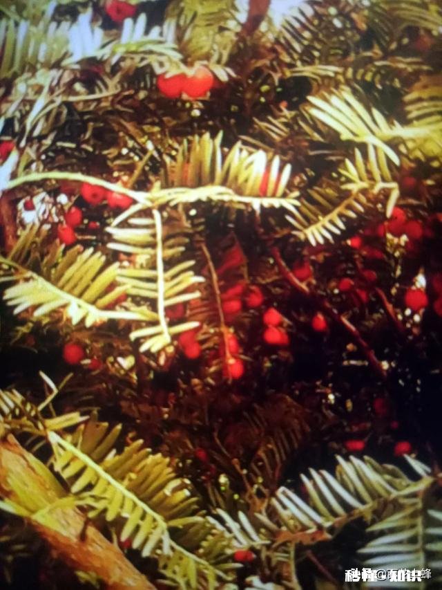 红豆衫的叶子有一部分突然枯了,有什么补救办法