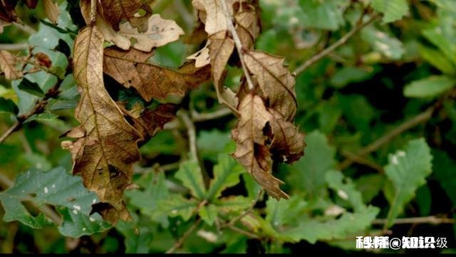 红豆衫的叶子有一部分突然枯了,有什么补救办法