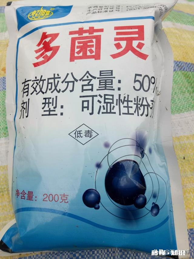 红豆衫的叶子有一部分突然枯了,有什么补救办法