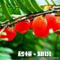 红豆衫的叶子有一部分突然枯了,有什么补救办法