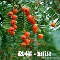 红豆衫的叶子有一部分突然枯了,有什么补救办法