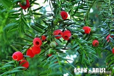 红豆衫的叶子有一部分突然枯了,有什么补救办法