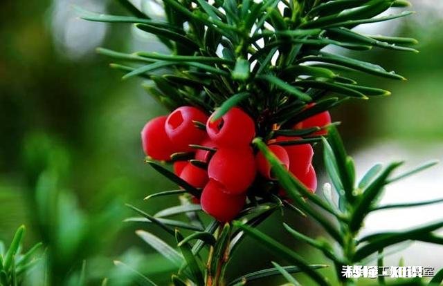 红豆衫的叶子有一部分突然枯了,有什么补救办法