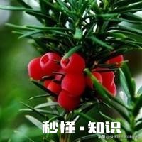 红豆衫的叶子有一部分突然枯了,有什么补救办法