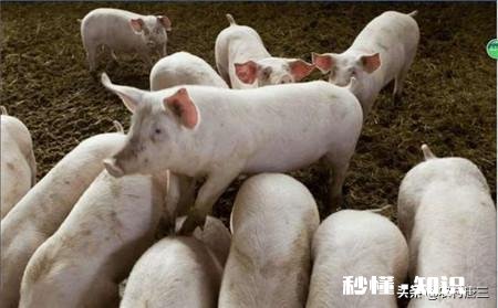 仔猪拉稀的原因都是有哪些