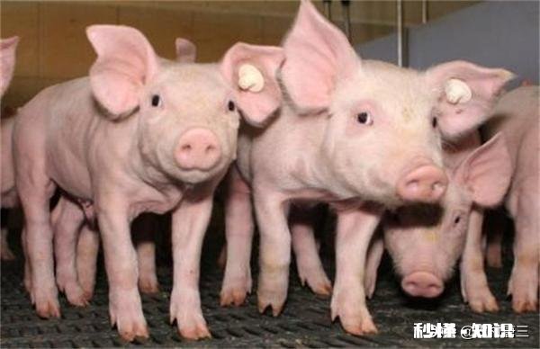 仔猪拉稀的原因都是有哪些