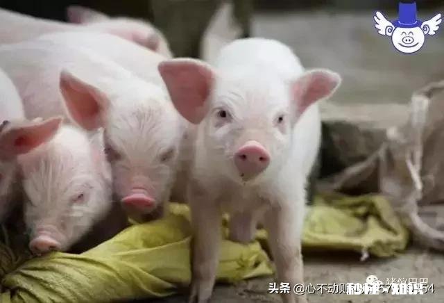 仔猪拉稀的原因都是有哪些