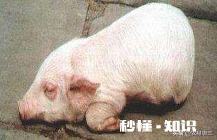 仔猪拉稀的原因都是有哪些