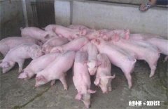 仔猪拉稀的原因都是有哪些