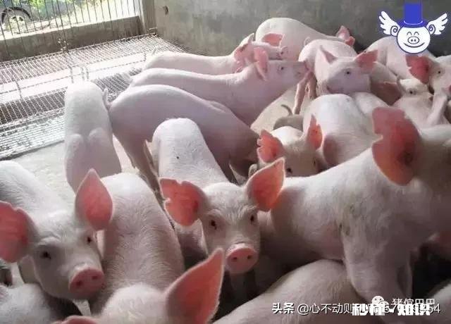 仔猪拉稀的原因都是有哪些