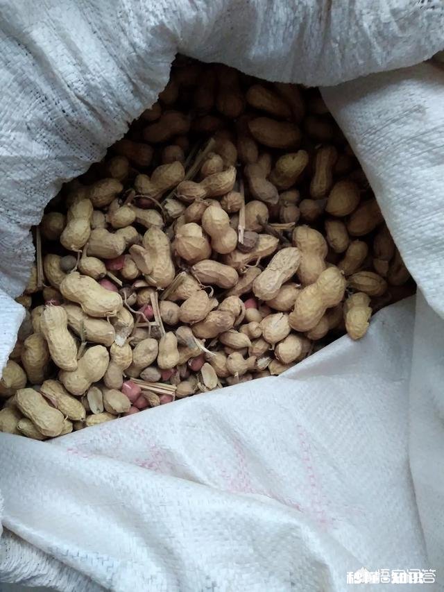 种植花生的成本和利润如何,2019年种花生还挣钱吗