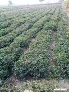 种植花生的成本和利润如何,2019年种花生还挣钱吗