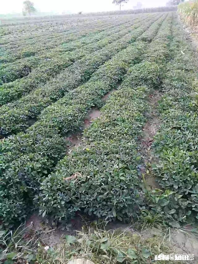 种植花生的成本和利润如何,2019年种花生还挣钱吗