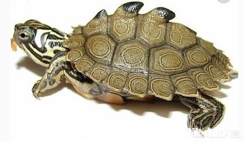 如何清除乌龟背上的青苔