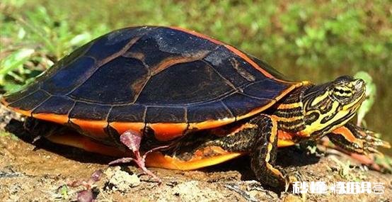 如何清除乌龟背上的青苔