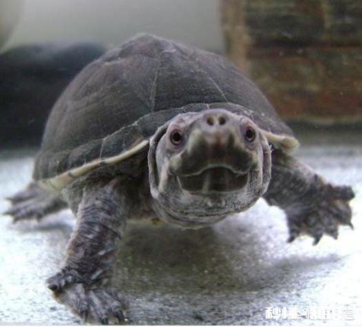 如何清除乌龟背上的青苔