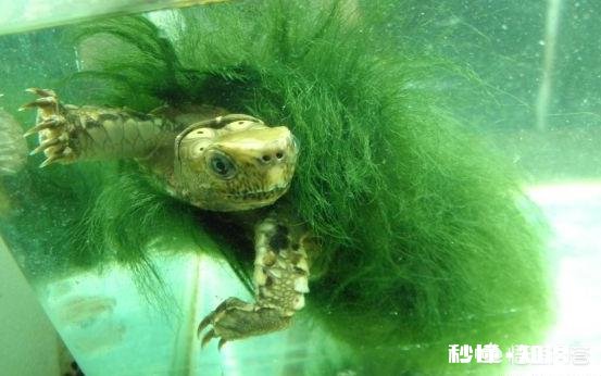 如何清除乌龟背上的青苔