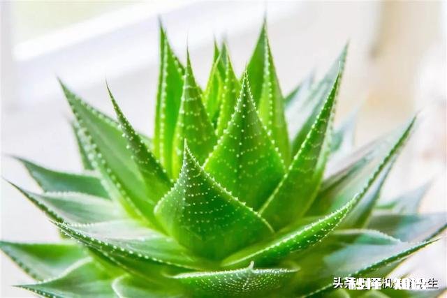 芦荟护肤有什么功效