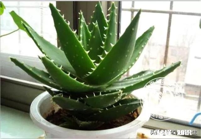 芦荟护肤有什么功效